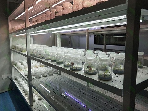 锦江植物组织培养实验室设计建设方案